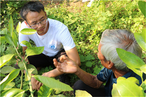 7月11日，果农黎得球向南华大学经济学博士龙在学（左一）介绍自己种植的橘子树