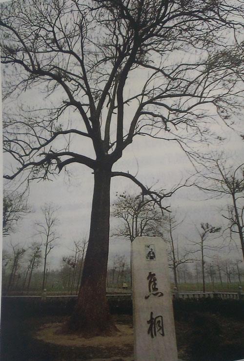 焦裕禄当年为了防风固沙,帮助农民摆脱贫困,提倡种植泡桐。如今,兰考泡桐如海,焦裕禄当年亲手栽下的幼桐已长成合抱大树,人们亲切地交它“焦桐”。